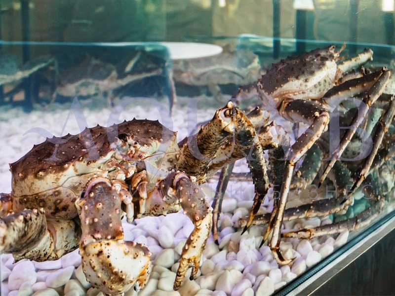 Ресторан Сахалин аквариум для крабов и устриц